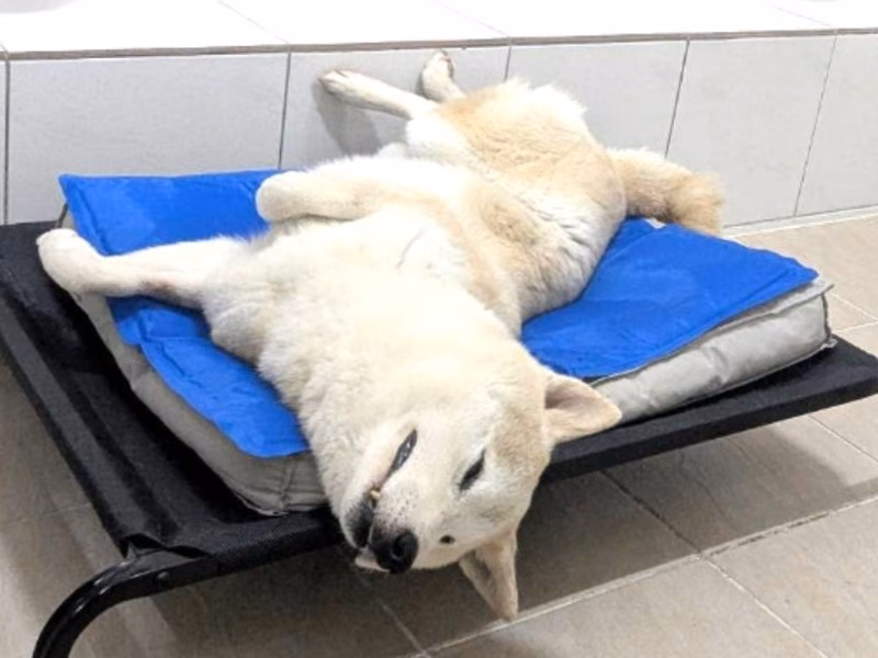 Tan-and-white adult male Shiba Inu, Medium, shelter no. …6001