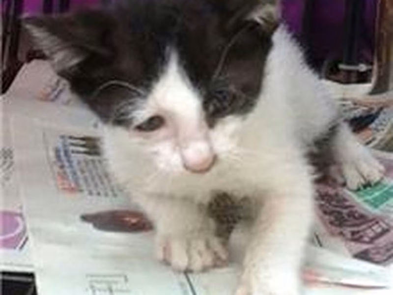 Black-and-white young mixed-breed cat, Small, shelter no. …1001