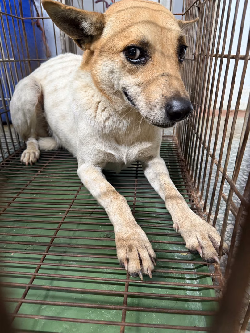 Tan-and-white adult male mixed-breed dog, Medium, shelter no. …6-05