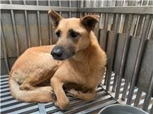 Tan adult female mixed-breed dog, Medium, shelter no. …7001