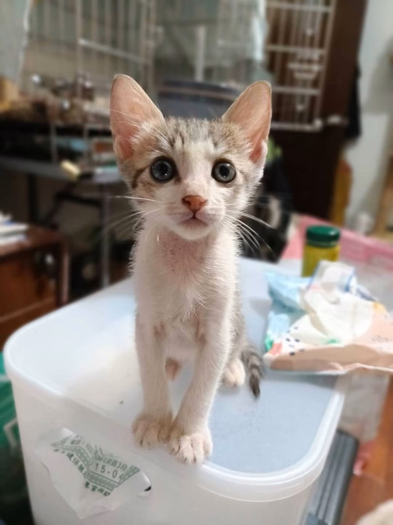 Tabby-and-white young male mixed-breed cat, Small, shelter no. …7005