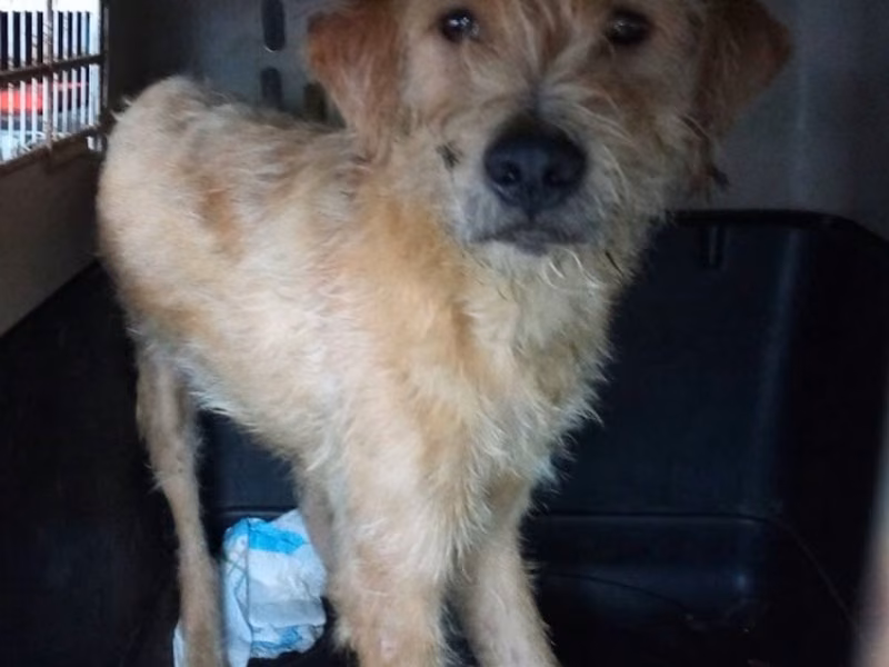 Cream adult male mixed-breed dog, Medium, shelter no. …8002