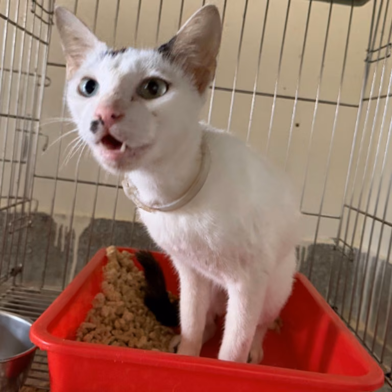 Black-and-white adult female mixed-breed cat, Medium, shelter no. …4001