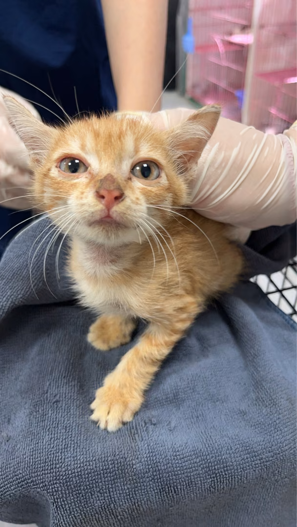 Orange young male mixed-breed cat, Small, shelter no. …6013