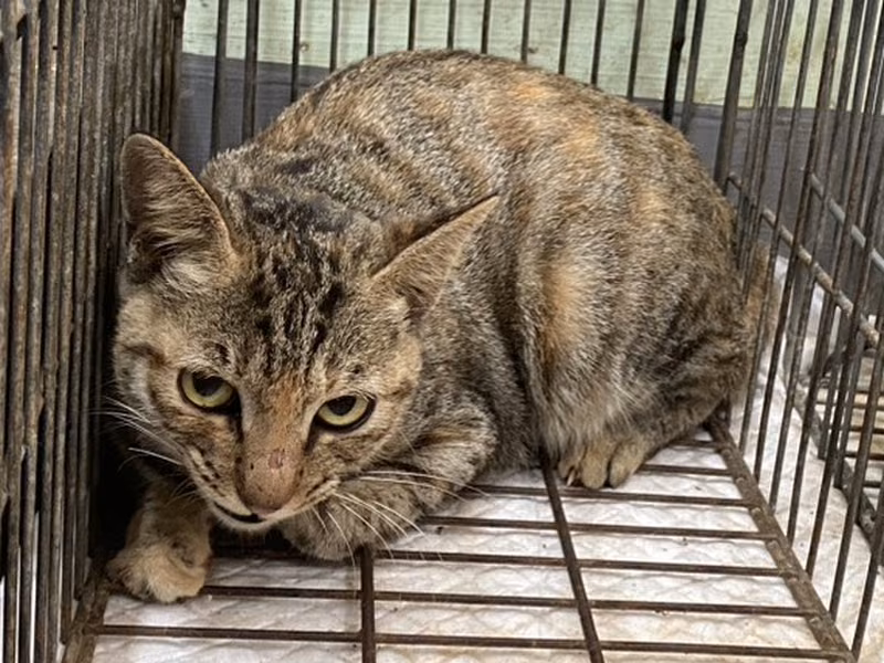 Adult female mixed-breed cat, Small, shelter no. …6C01