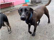 Black adult female mixed-breed dog, Medium, shelter no. …4054