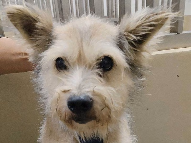 Tan-and-white adult male mixed-breed dog, Small, shelter no. …9003