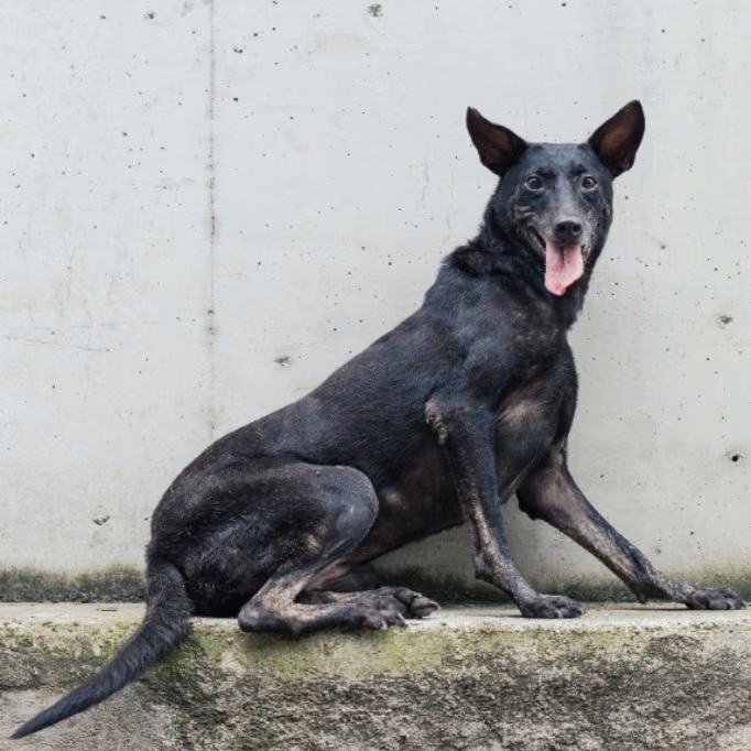 Black adult female mixed-breed dog, Medium, shelter no. …4001