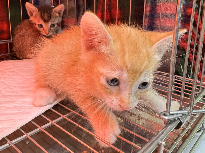Orange tabby young male mixed-breed cat, Small, shelter no. …8004