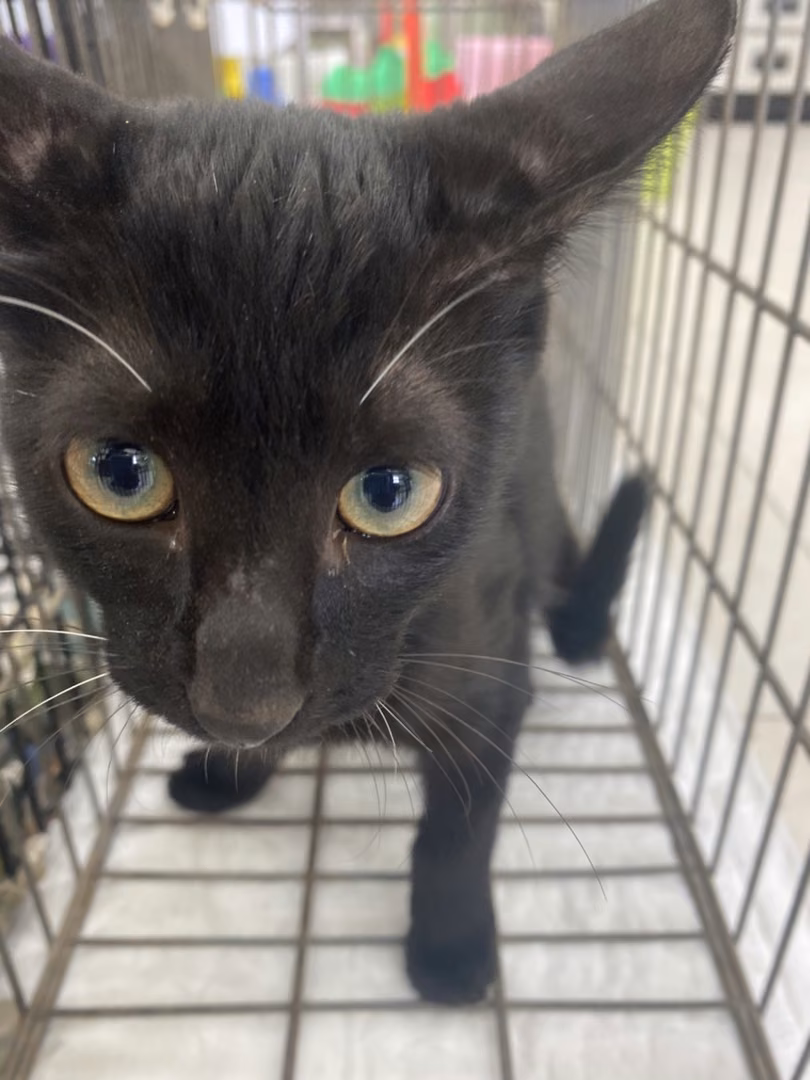 Black young male mixed-breed cat, Small, shelter no. …1C02
