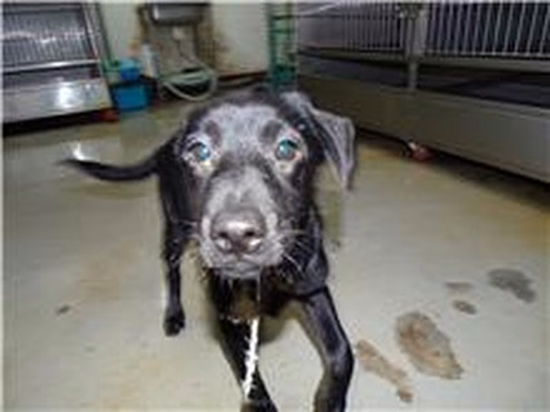Black young male mixed-breed dog, Small, shelter no. …1902