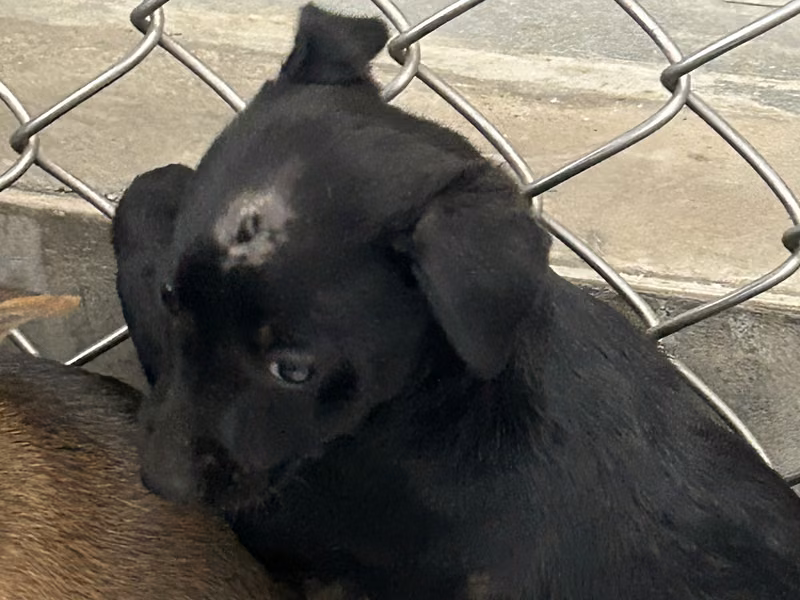 Black young female mixed-breed dog, Small, shelter no. …4008