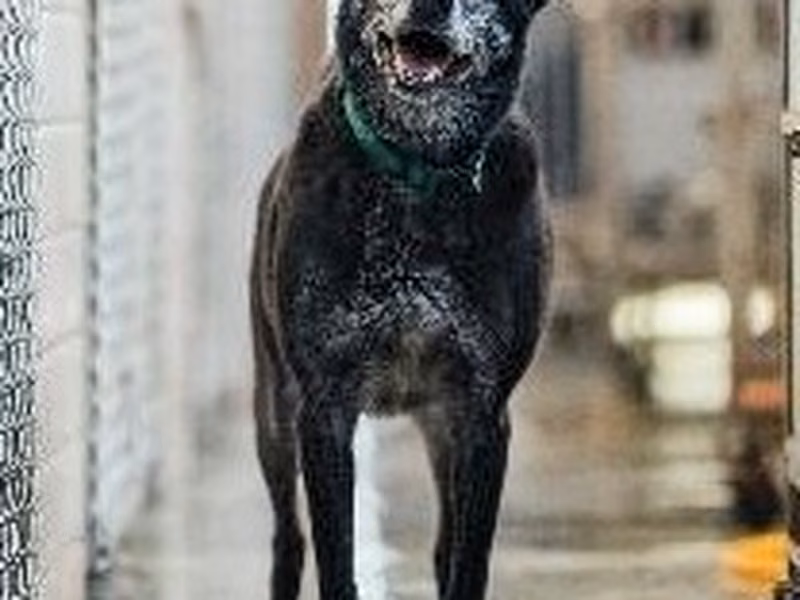 Black adult male mixed-breed dog, Medium, shelter no. …4005