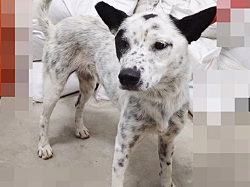 Black-and-white adult female mixed-breed dog, Large, shelter no. …6012