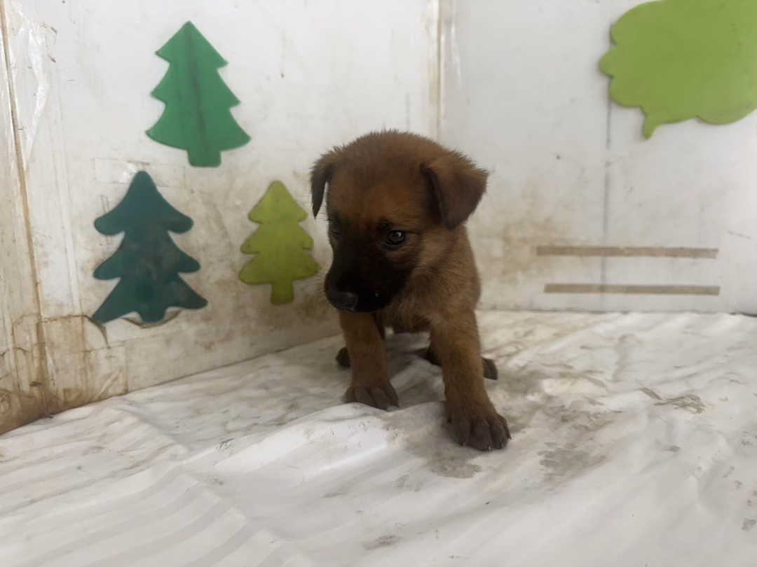 Tan young female mixed-breed dog, Small, shelter no. …1602