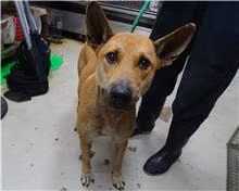 Tan adult male mixed-breed dog, Medium, shelter no. …2202