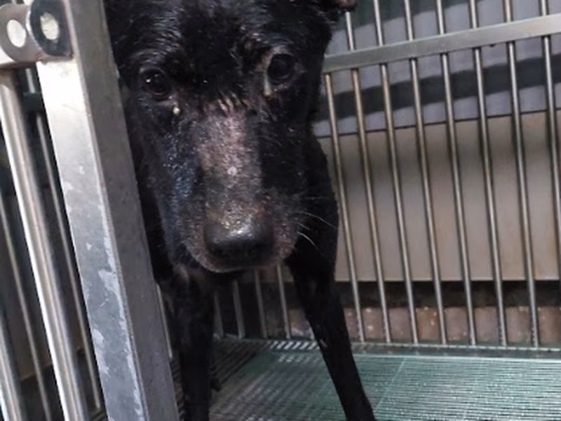 Black adult male mixed-breed dog, Medium, shelter no. …1004