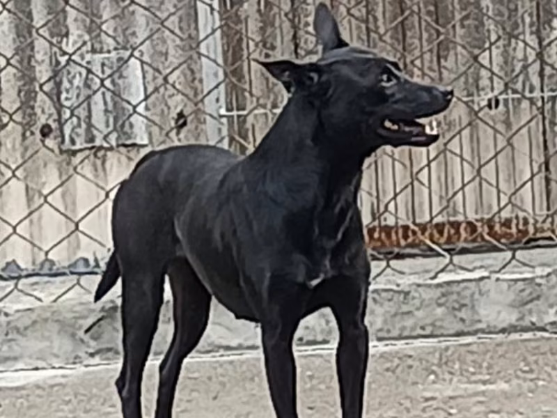 Black adult female mixed-breed dog, Large, shelter no. …092D