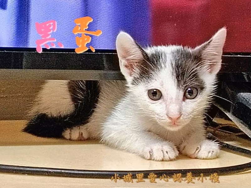 Black-and-white young male mixed-breed cat, Small, shelter no. …7004
