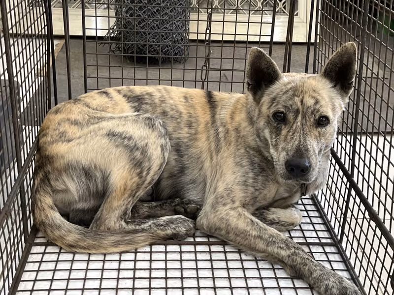 Tabby adult male mixed-breed dog, Medium, shelter no. …4D01