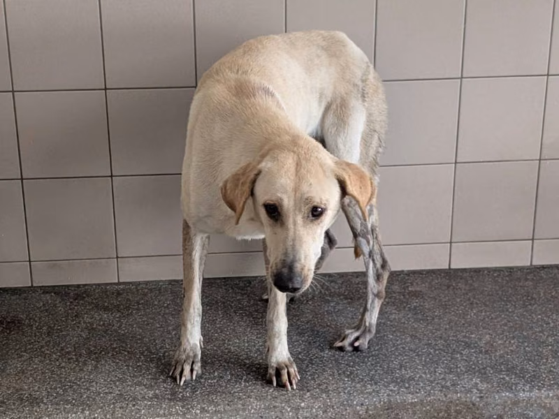 White adult female mixed-breed dog, Large, shelter no. …2123