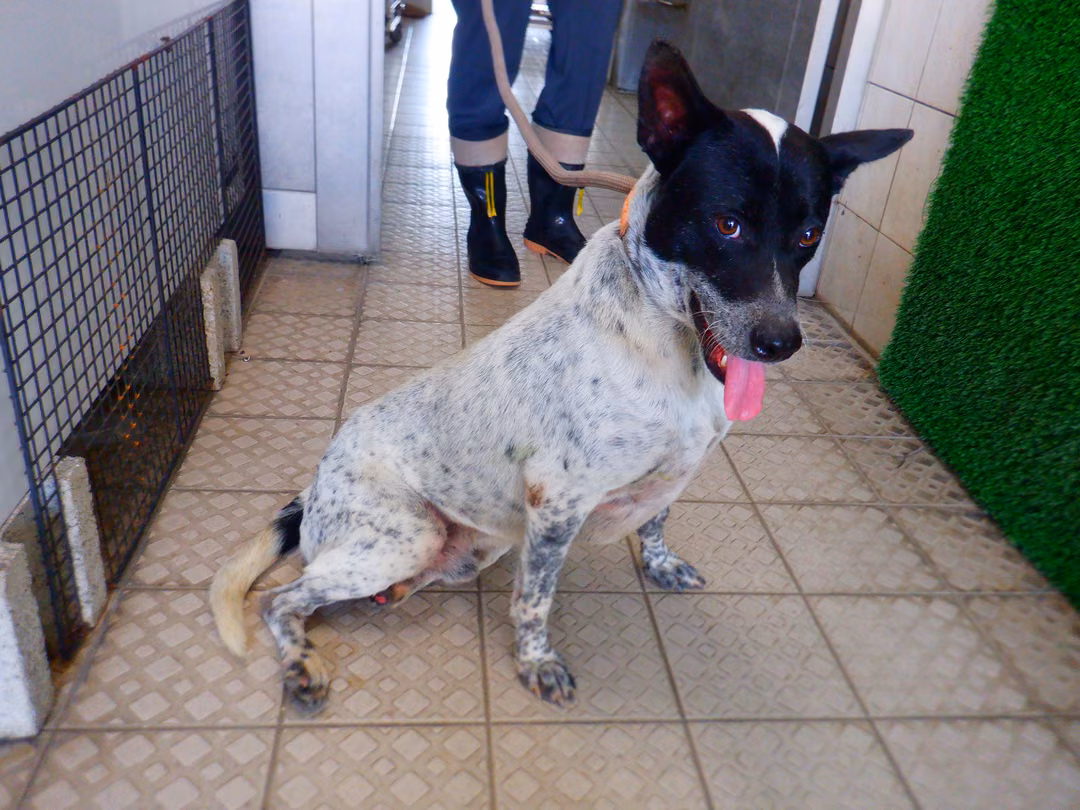 Black-and-white adult male mixed-breed dog, Medium, shelter no. …2776