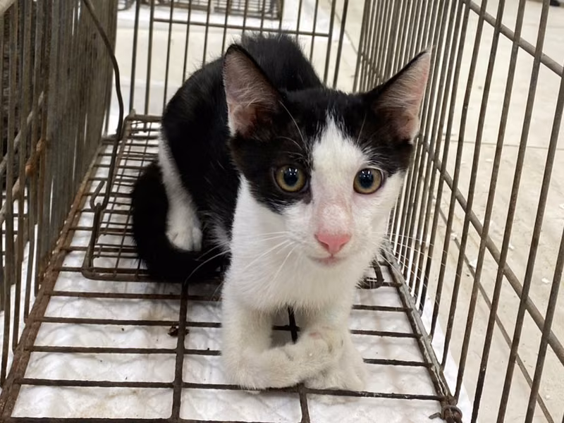 Black-and-white young male mixed-breed cat, Small, shelter no. …1C03