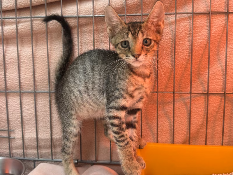 Tabby young female mixed-breed cat, Small, shelter no. …3003