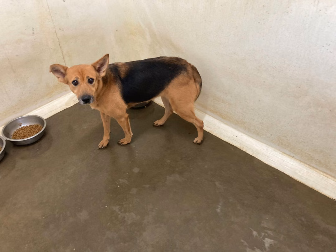 Black-and-brown adult female mixed-breed dog, Medium, shelter no. …3003