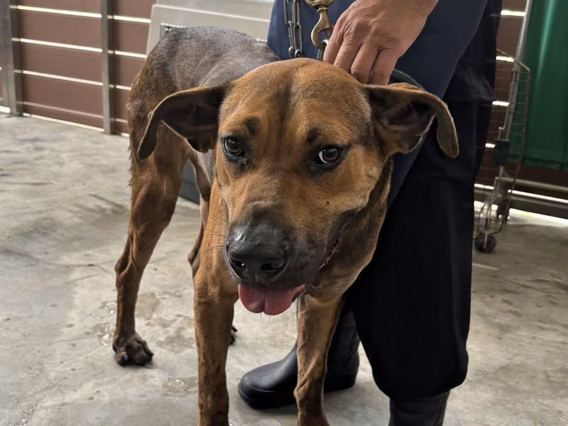 Black-and-tan adult male mixed-breed dog, Large, shelter no. …8001