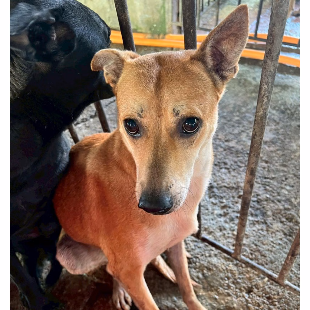 Tan adult female mixed-breed dog, Large, shelter no. …006D