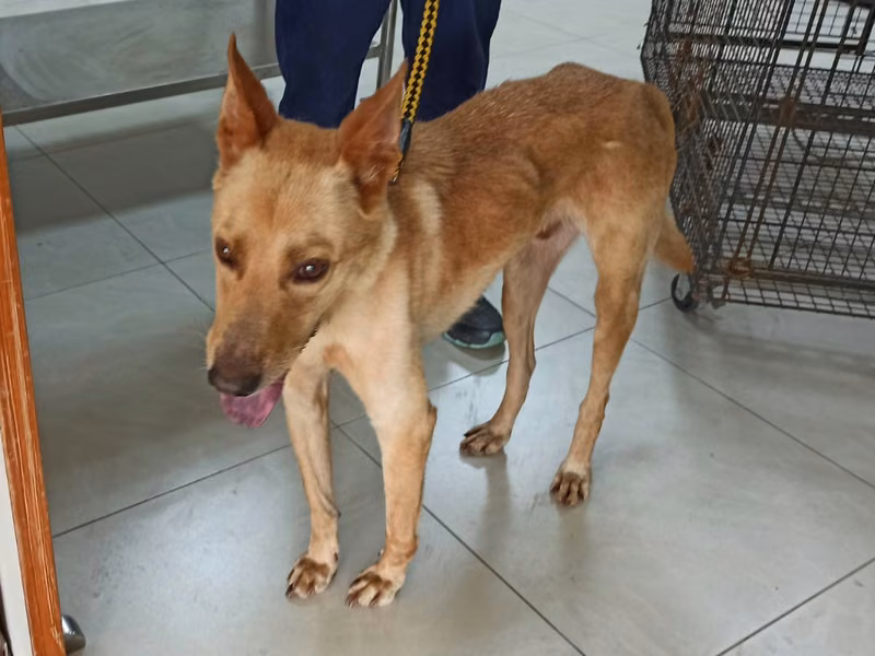 Tan adult male mixed-breed dog, Medium, shelter no. …9D01