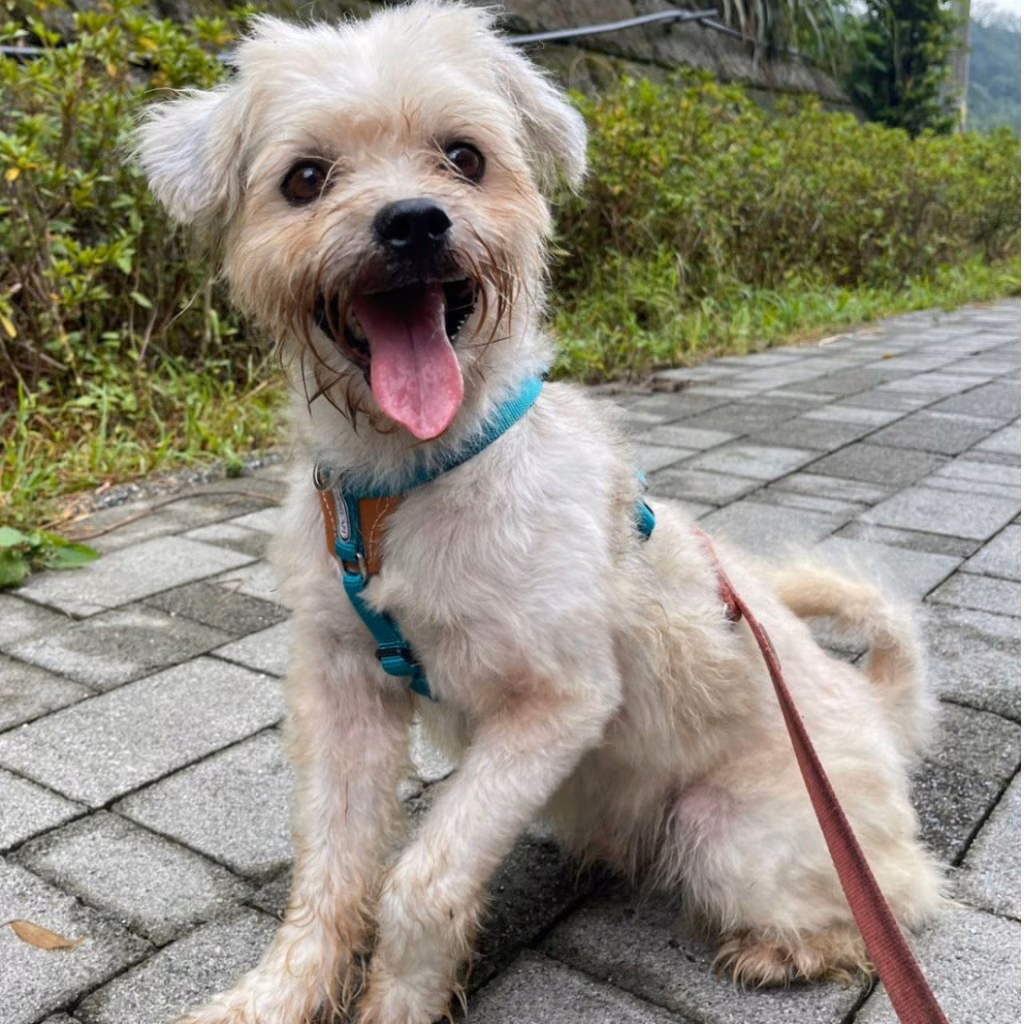 White adult male mixed-breed dog, Small, shelter no. …8005