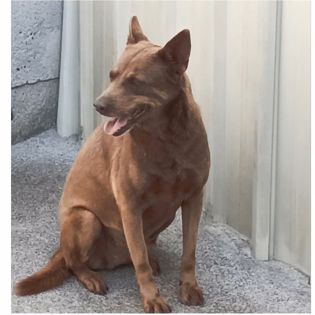 Brown adult female mixed-breed dog, Large, shelter no. …017D