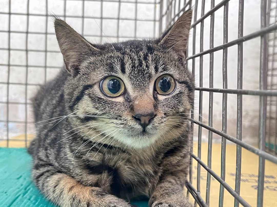 Tabby young male mixed-breed cat, Medium, shelter no. …1901