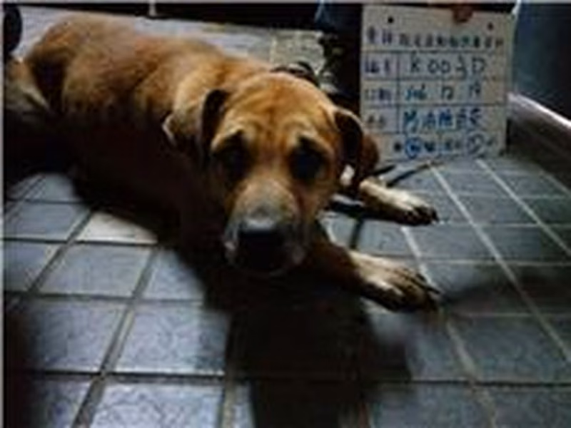 Tan male mixed-breed dog, Large, shelter no. …003D