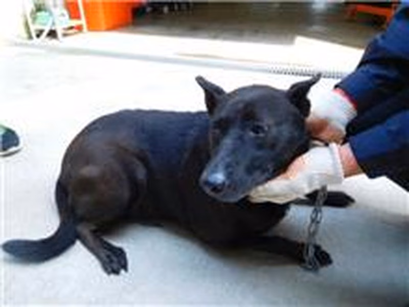 Black adult female mixed-breed dog, Medium, shelter no. …8035