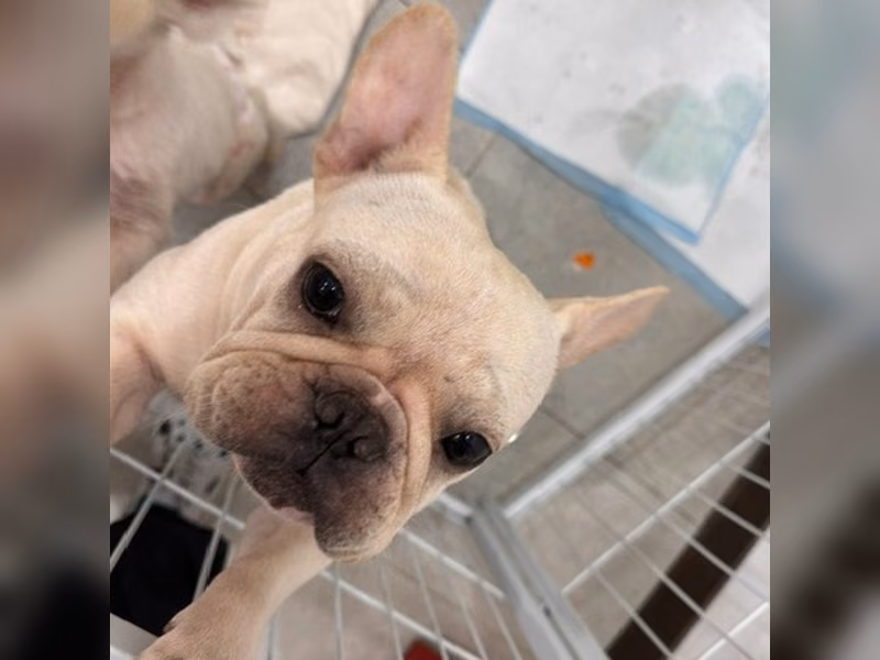 Bouledogue français femelle adulte (blanc), Moyen, refuge n° …1003
