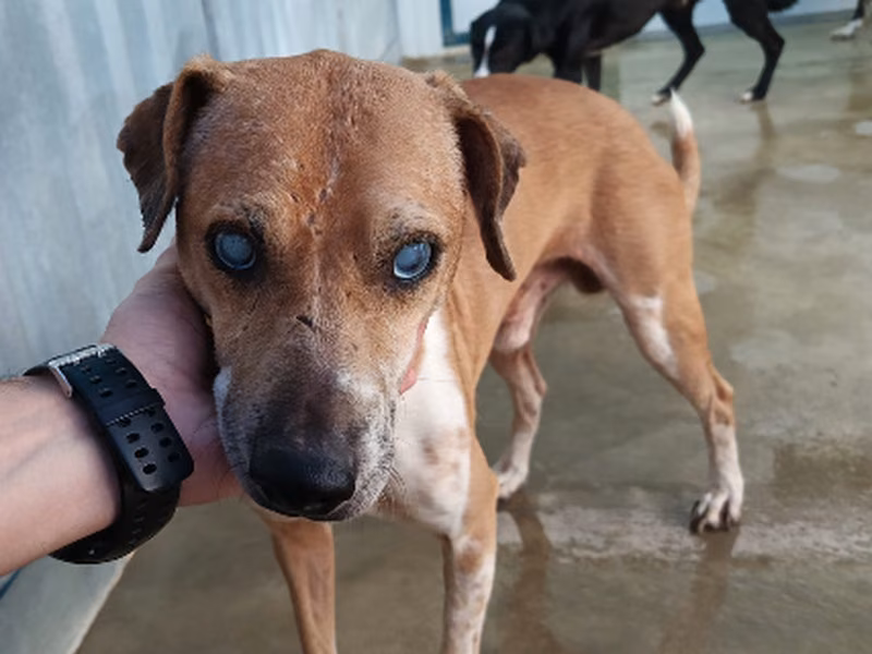 Bodiano, Adult · Male · Mixed breed