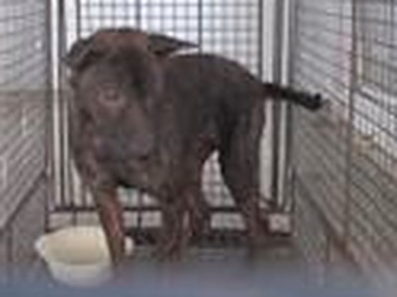 Tabby adult female mixed-breed dog, Medium, shelter no. …7001