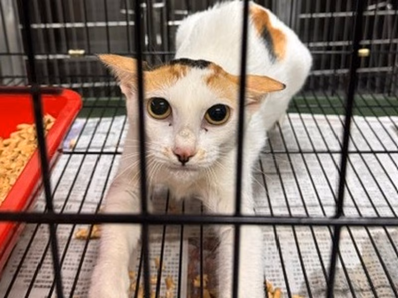 Calico adult female mixed-breed cat, Medium, shelter no. …3004