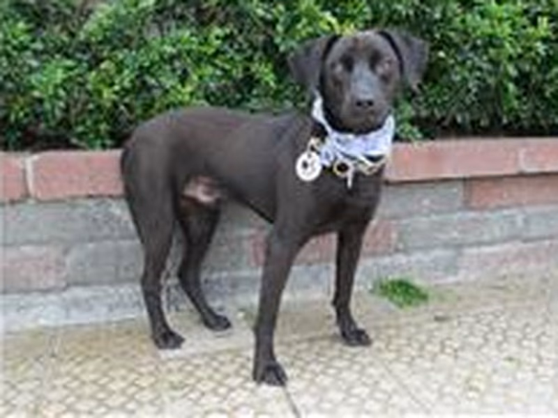 Black adult male mixed-breed dog, Medium, shelter no. …0095