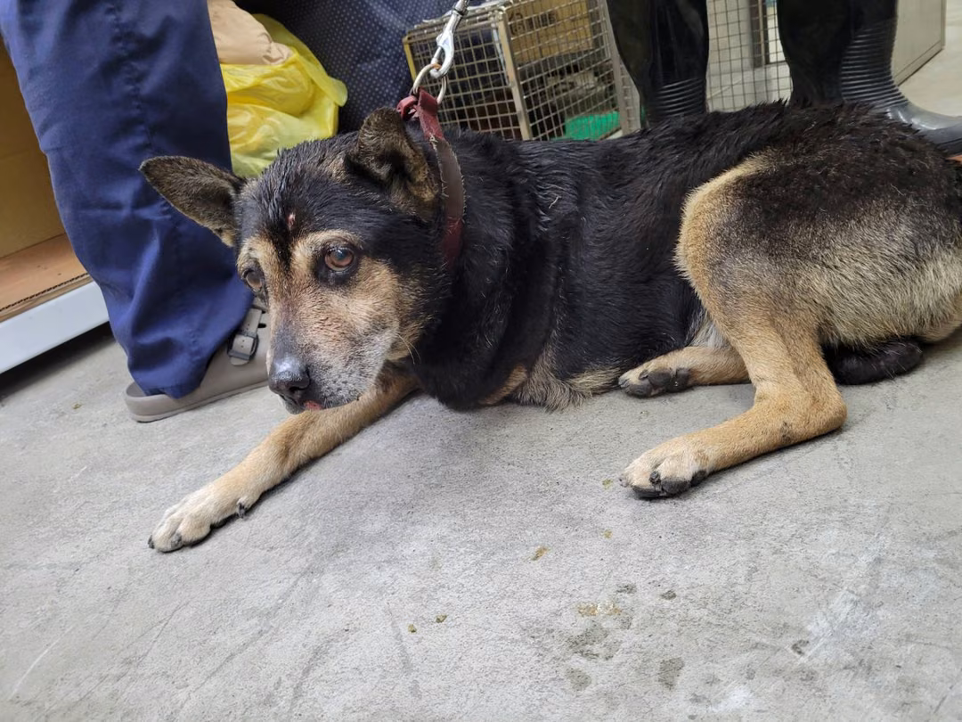 Black-and-brown adult male mixed-breed dog, Medium, shelter no. …0704