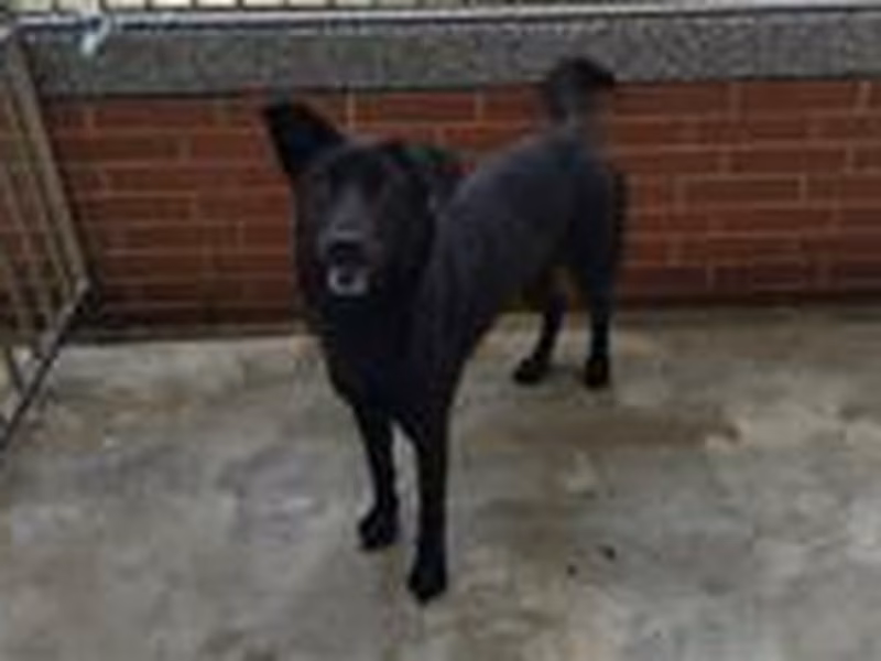 Black adult female mixed-breed dog, Large, shelter no. …4D02