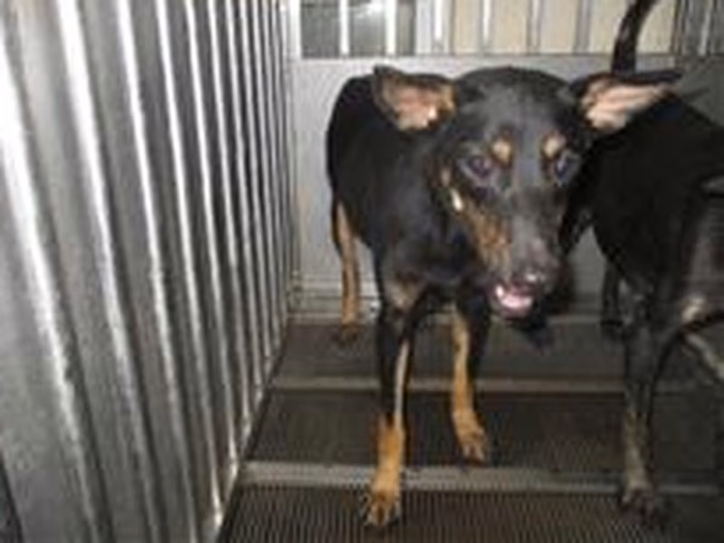 Black-and-tan adult female mixed-breed dog, Medium, shelter no. …7003