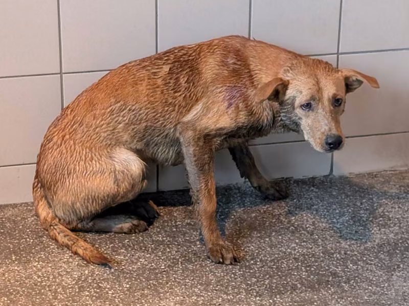 Tan adult male mixed-breed dog, Large, shelter no. …1207