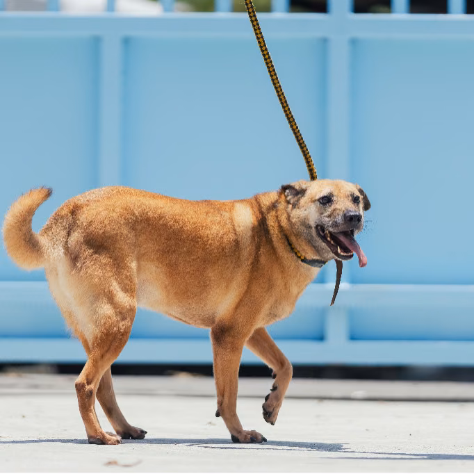 Black-and-tan adult male mixed-breed dog, Medium, shelter no. …6005