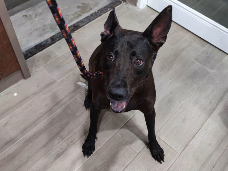 Black adult female mixed-breed dog, Medium, shelter no. …6001