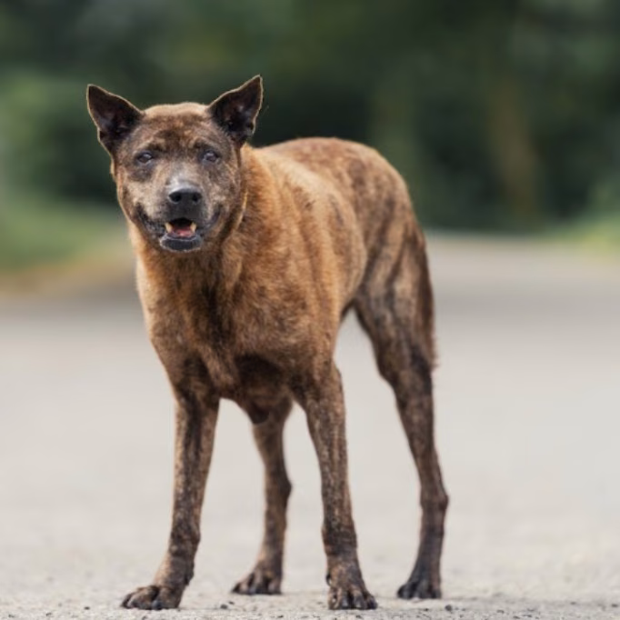 Tabby adult female mixed-breed dog, Medium, shelter no. …2604