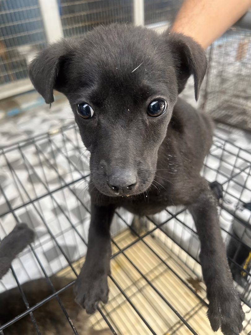 Black young female mixed-breed dog, Small, shelter no. …7026
